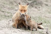 Moeder vos knuffelen