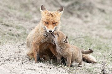 Hugging mother fox by HB Photography