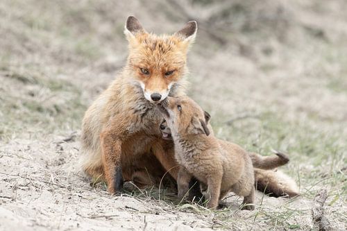 Hugging mother fox