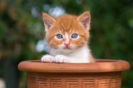 Kitten in een pot van Jan Jongejan thumbnail