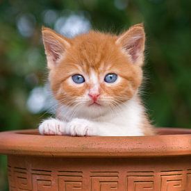 Chaton dans un bocal sur Jan Jongejan