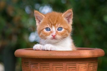 Kitten in een pot