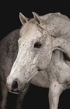 Fine Art Portrait weißes Pferd von Yvonne van de Kop
