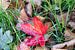 Red leaf van Jaap Burggraaf