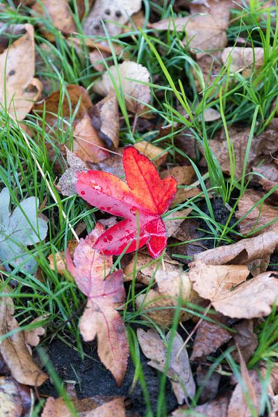 Red leaf van Jaap Burggraaf