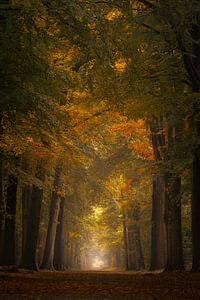 Photographie de forêt "le vibrant"