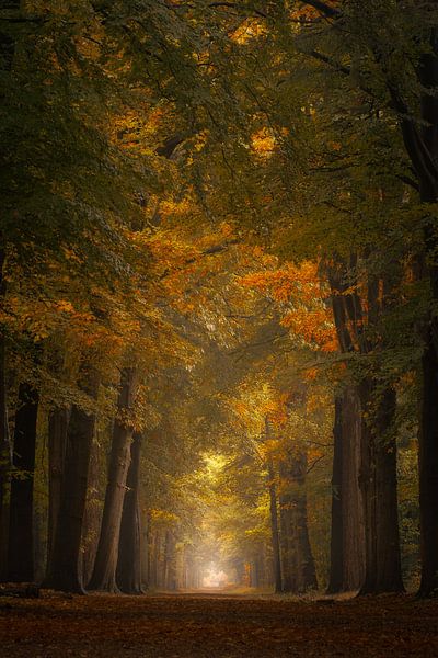 Forest photography &quot;the vibrant&quot; by Björn van den Berg