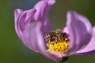 Een honingbij in paarse bloem