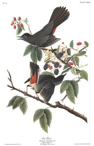 Katvogel