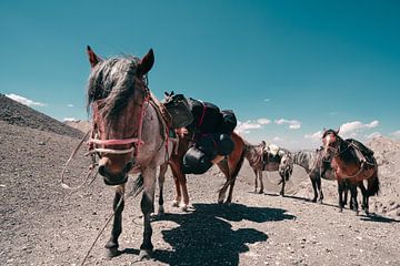 Chevaux au repos dans les montagnes sur Mickéle Godderis