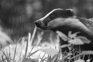 The Badger by Rando Kromkamp