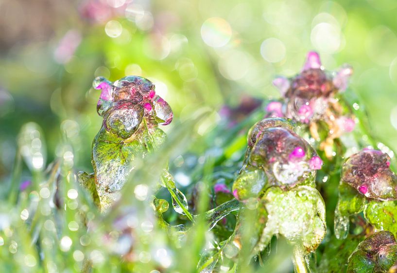 Gefrorene Blumen von Jeroen Mikkers