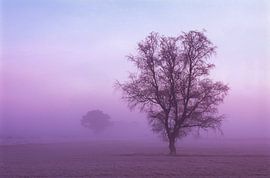 Strabrechtse Heide 171