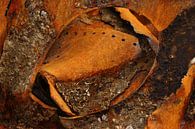 Roest uit de zee by Alice Berkien-van Mil thumbnail