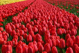 Rode tulpen by Michel van Kooten