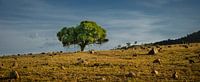 Grüne und trocken; Eastern Australia von Sven Wildschut Miniaturansicht