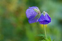 Color me purple