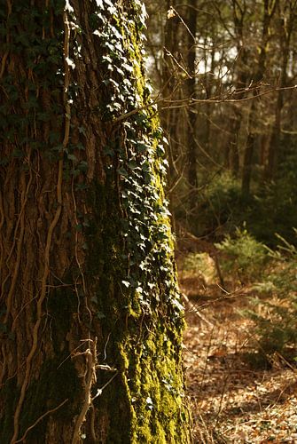Baum mit Moos und Hedera