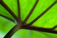 Nahaufnahme eines grünen tropischen Blattes mit dunklen Adern von Birgitte Bergman Miniaturansicht