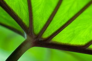 Close up of a green tropical leaf with dark veins