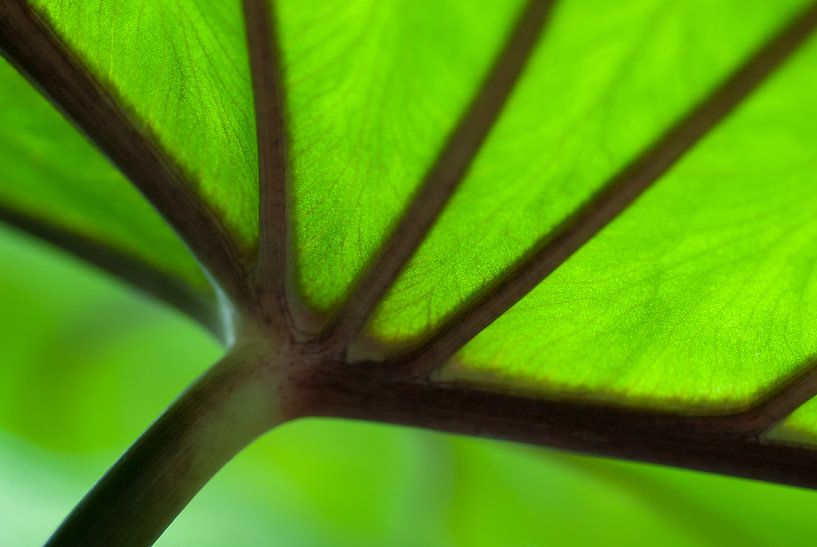 Nahaufnahme eines grünen tropischen Blattes mit dunklen Adern von Birgitte Bergman