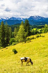 Kuh auf dem Isenberch mit den Alpen im Hintergrund