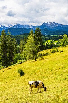 Koe op de Isenberch met de Alpen op de achtergrond van Rico Ködder