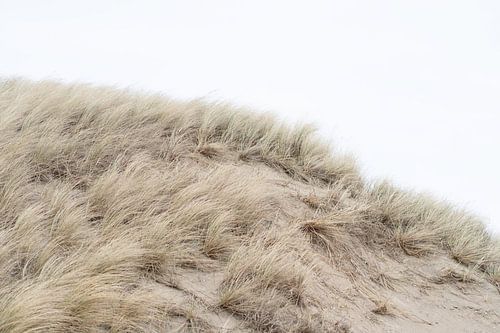 Les dunes de Vlieland