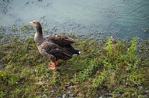 Ente am Teich