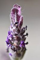 Makro von violettem Lavendel