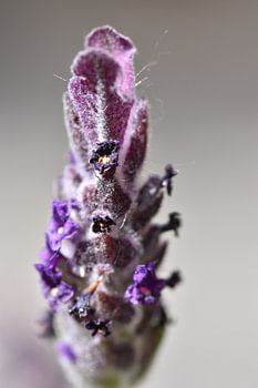 Macro de lavande violette
