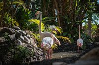 Flamingos in green