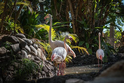 Flamingo’s in het groen