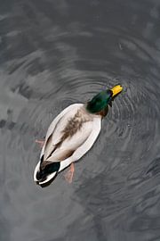 Eend by Ronald Wilfred Jansen