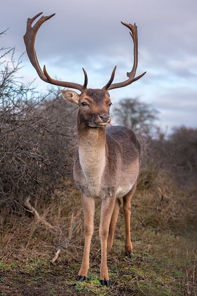 Deer with large antlers in the Dunes - fallow deer by Jolanda Aalbers