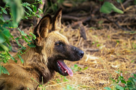 Afrikanischer Wildhund gähnt im Schatten – Nahaufnahme von Johannes Jongsma