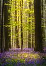 Tree spotlight van Steven Driesen thumbnail