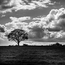 Tree in Meadow Black/White by Michiel ter Elst