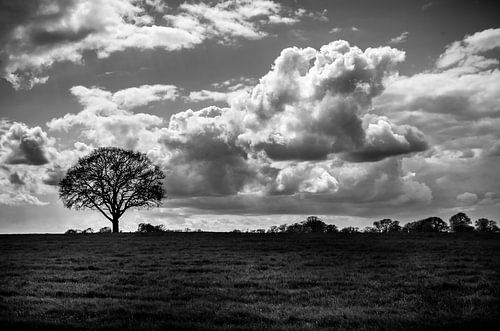 Tree in Meadow Black/White