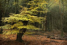 Baum in farbenfrohem Herbstwald von Peter Bolman