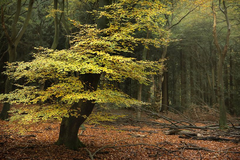 Tree in colourful autumn forest by Peter Bolman