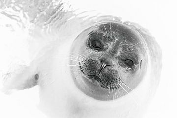 Seal by Elles Rijsdijk