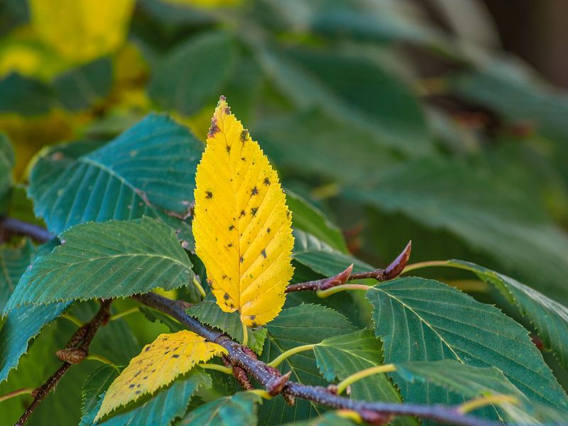 THE AUTUMN YELLOW LEAF by Photoart-Naegele