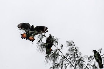 Les Grands Cacaotés de Magnetic Island sur Chantal CECCHETTI