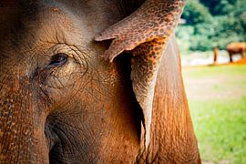 Elephant in reserve Thailand by 079Photography