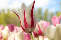 Tulp