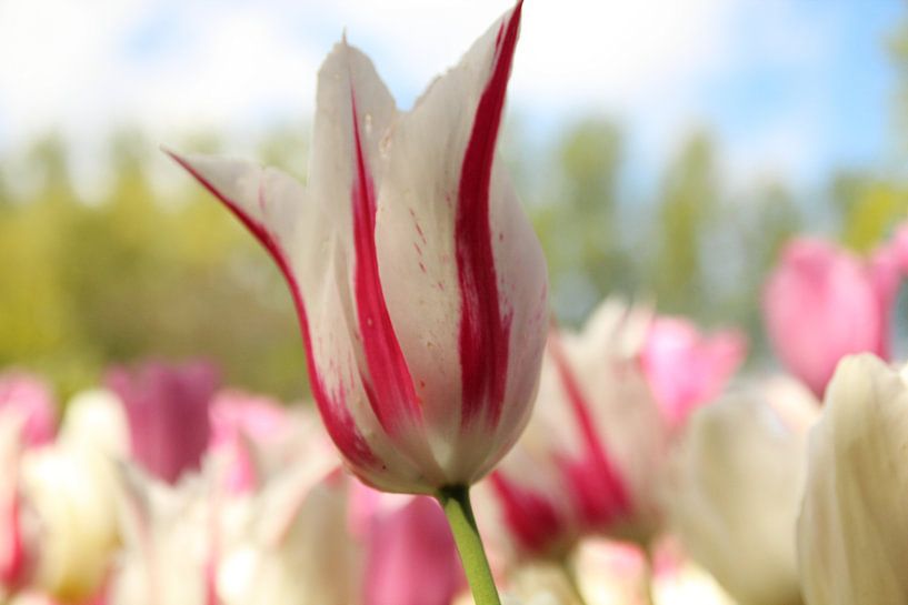 Tulp by Tineke Roosen