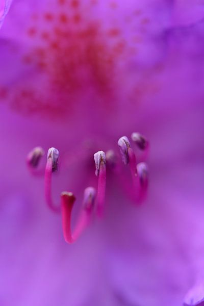 Macro of a number of mashers by Gerard de Zwaan