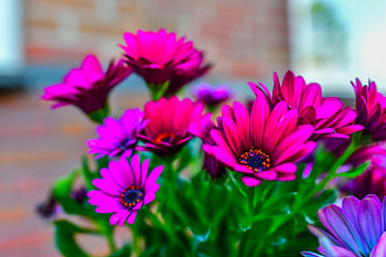 Spanische Margerite (Osteospermum)