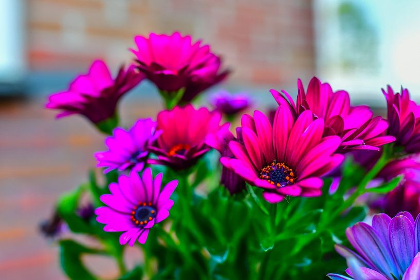 Spanische Margerite (Osteospermum) von SchraMedia